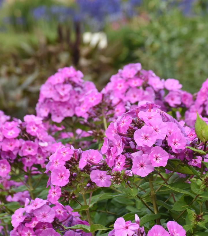 Image Credit: Walters Garden