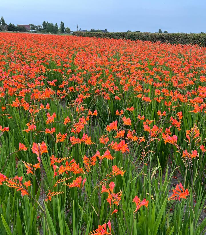 Image Credit: Walters Gardens