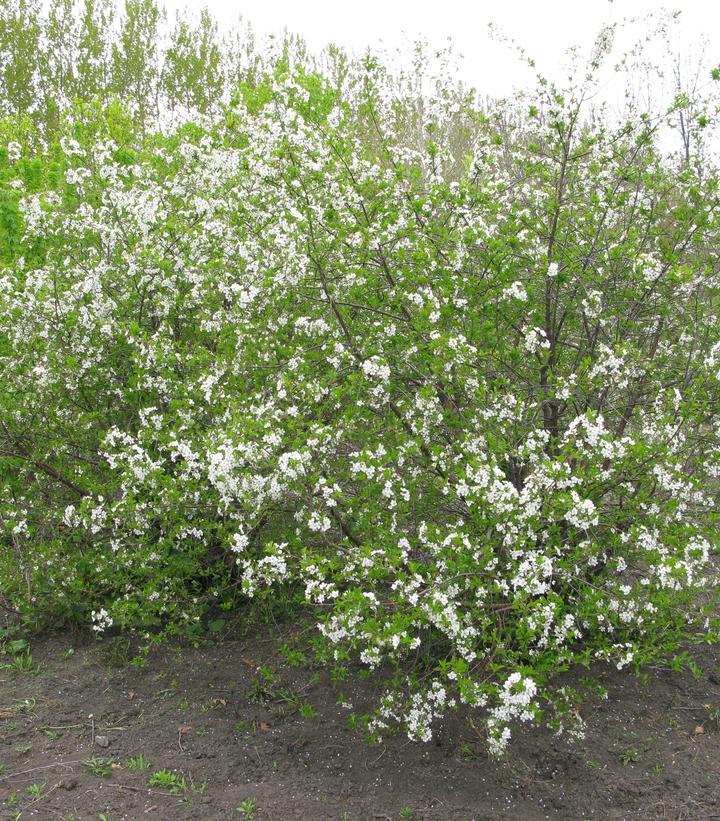 Image Credit: Bylands Nurseries