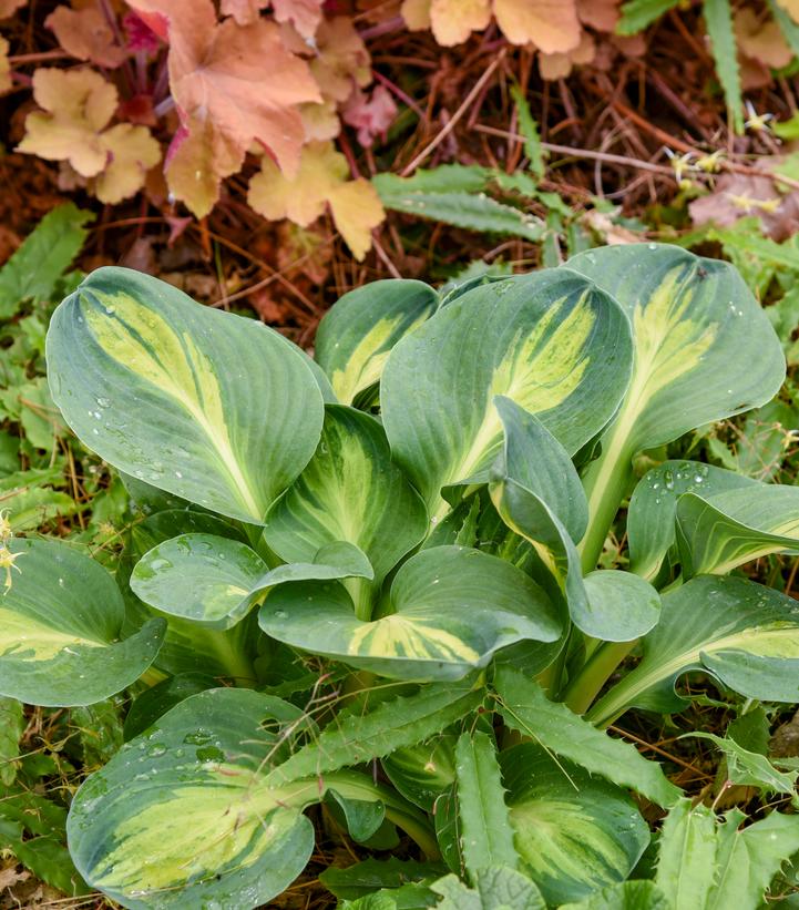 Image Credit: Walters Gardens