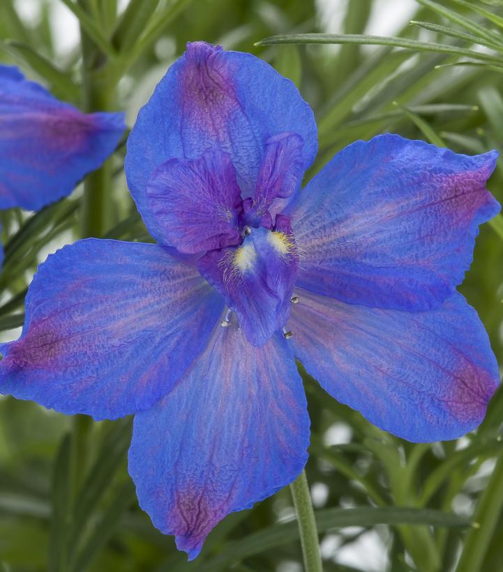 Image Credit: Syngenta Flowers