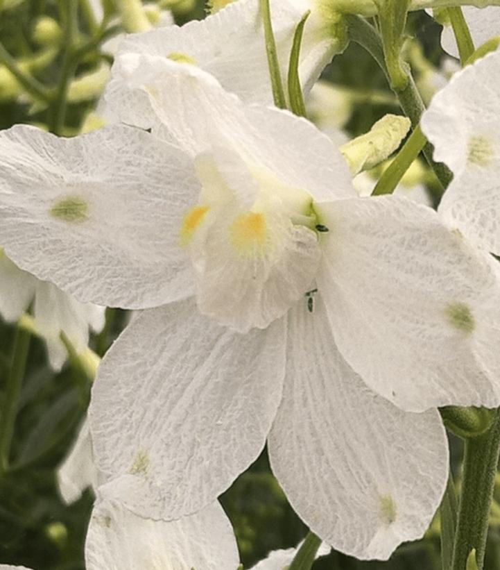 Image Credit: Syngenta Flowers