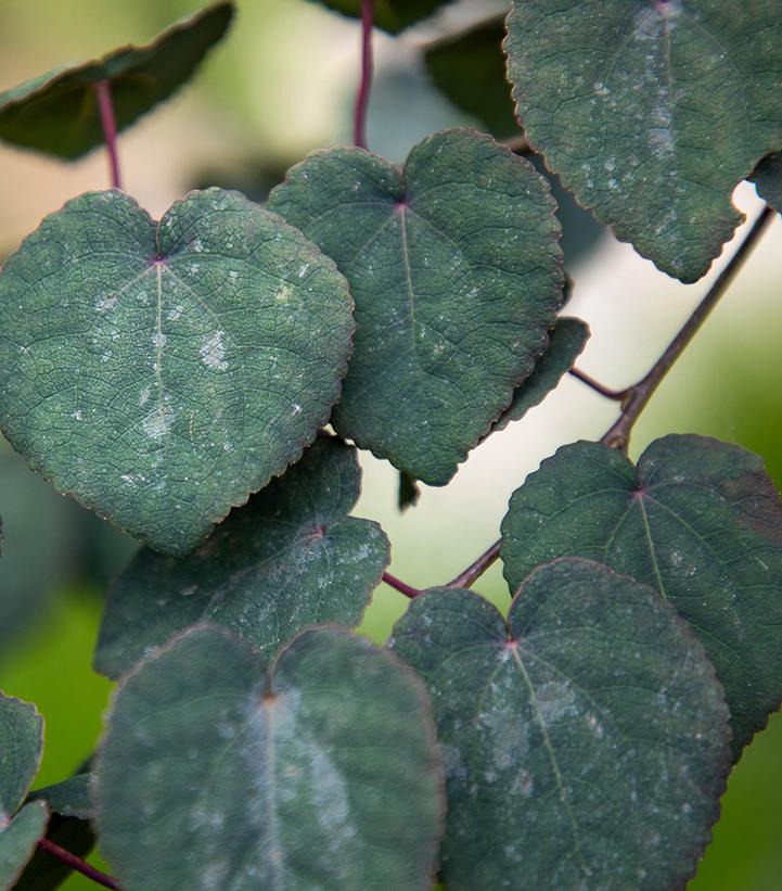 Image Credit: Adobe Stock