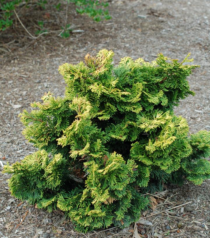 Chamaecyparis obtusa 'Verdoni'