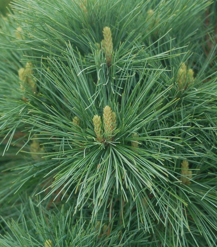 Image Credit: Prides Corner Farms