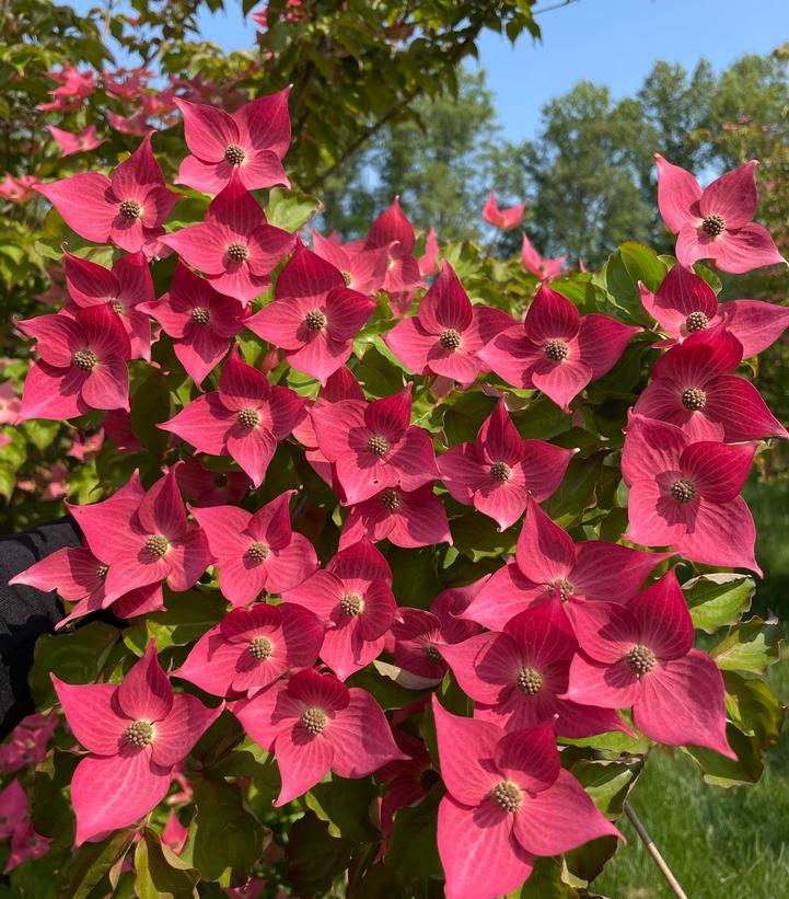 Image credit: Rutgers University