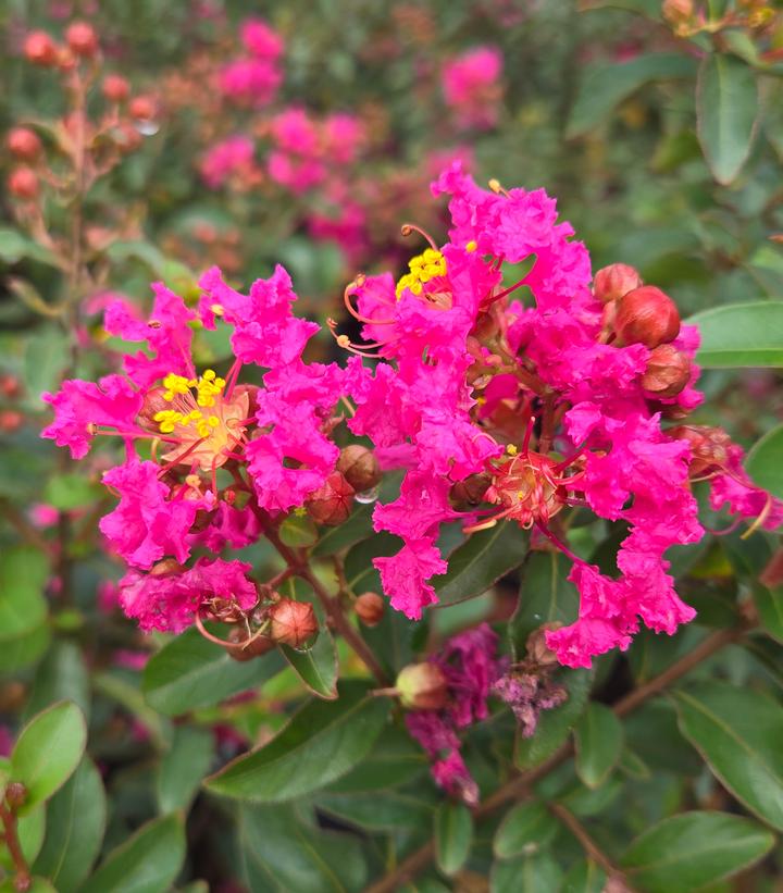 Image Credit: Prides Corner Farms