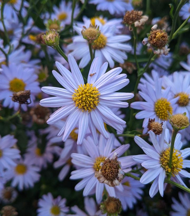 Image Credit: Prides Corner Farms