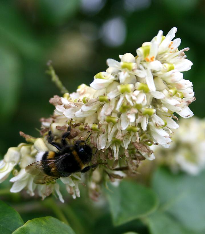 Image credit: Wikipedia