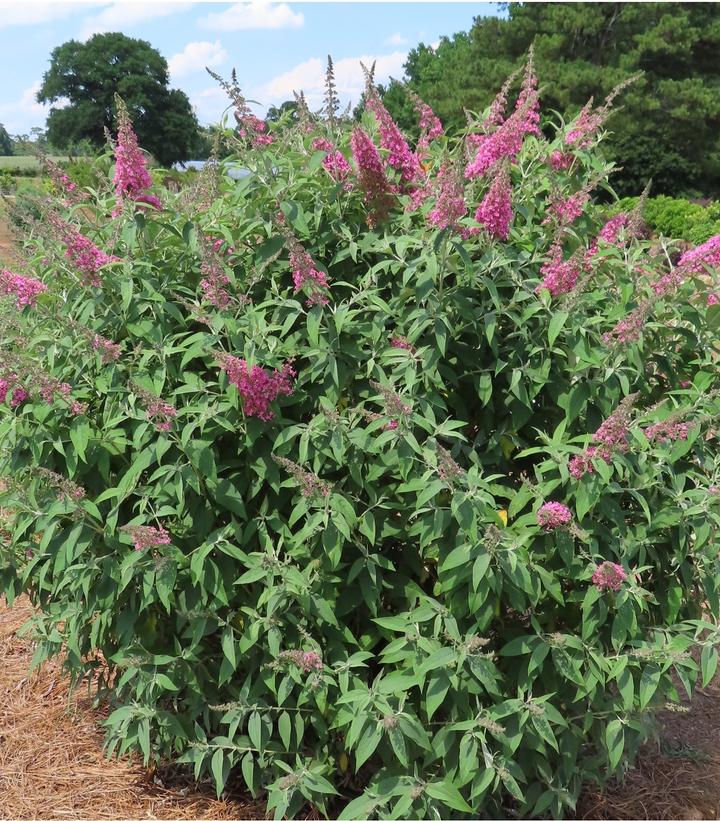 Image Credit: Bailey Nurseries