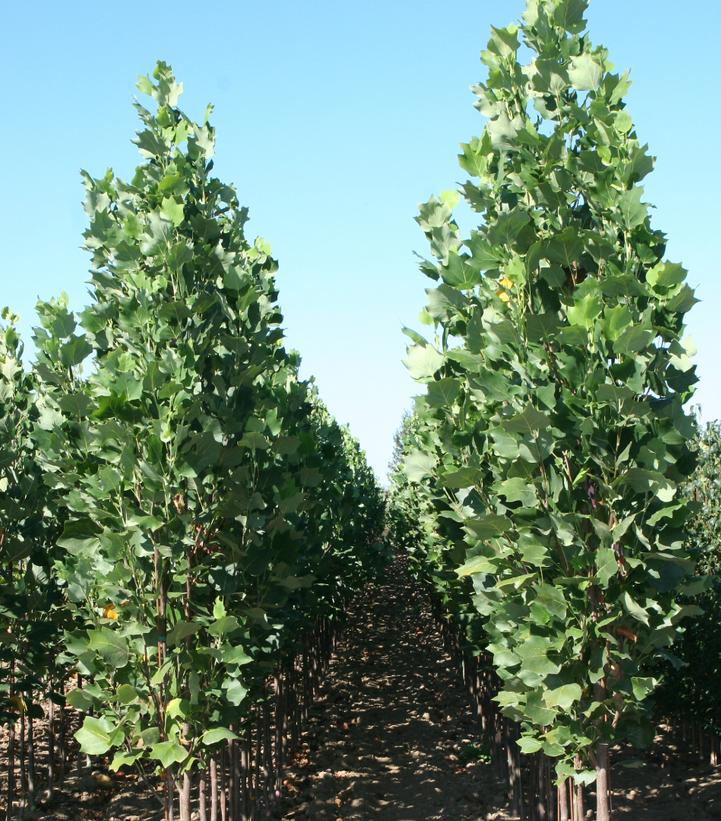 Image Credit: Bailey Nurseries