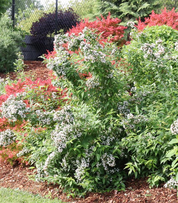 Image credit: Proven Winners
