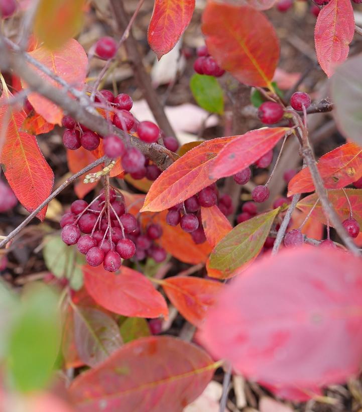 Image credit: Proven Winners