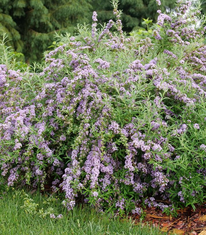 Image credit: Spring Meadow Nursery