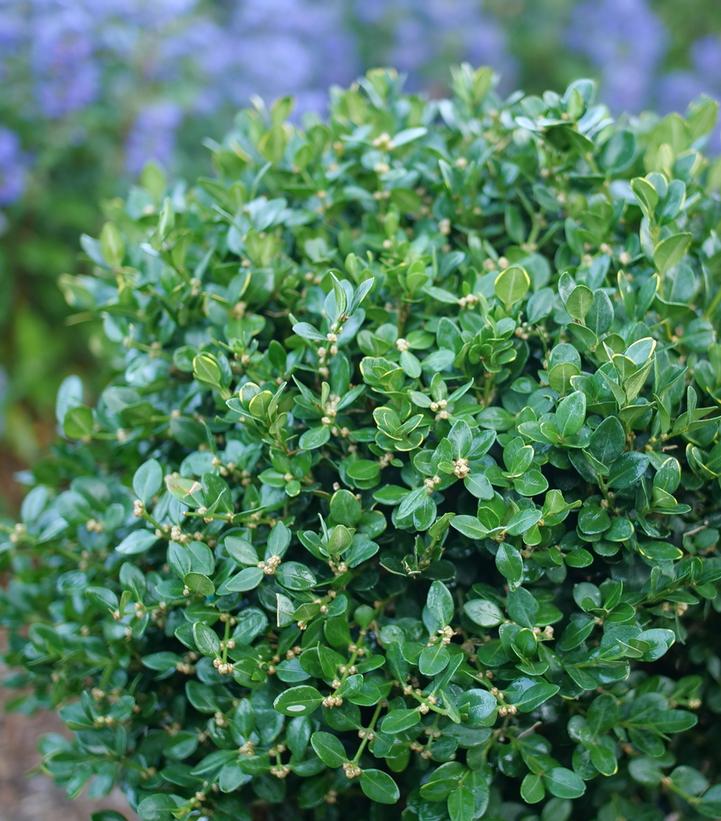 Image credit: Proven Winners