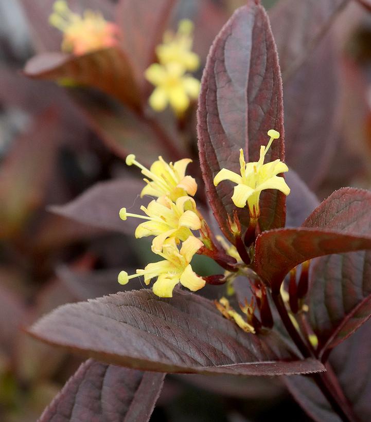 Image credit: Spring Meadows