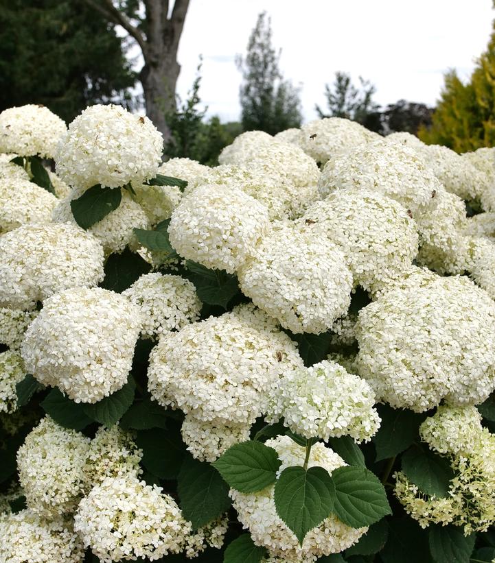 Image credit: Proven Winners