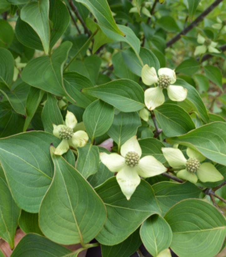 Image Credit: Garden Debut