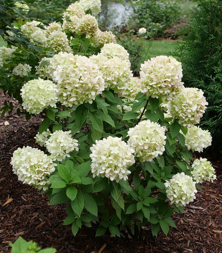 Image credit: Proven Winners