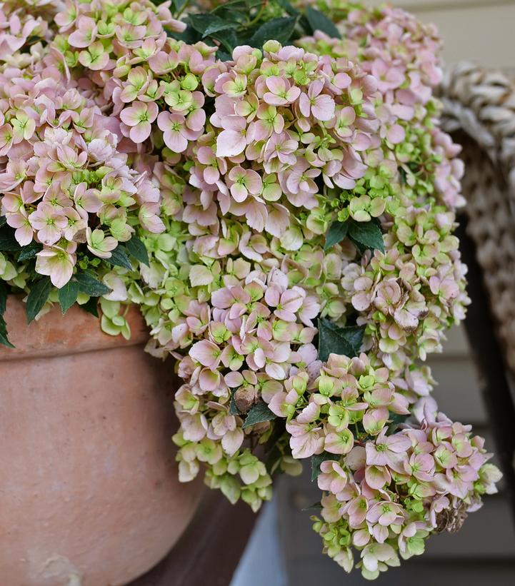 Image credit: Proven Winners