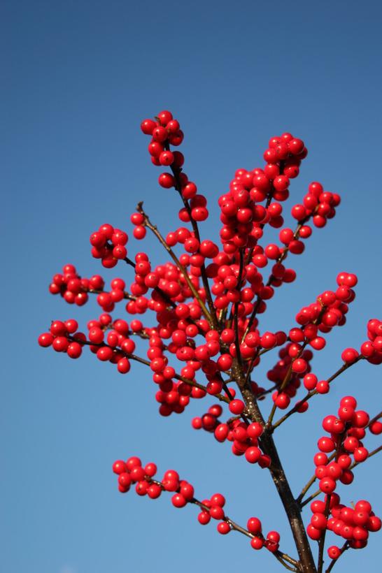 Image Credit: Plants Nouveau