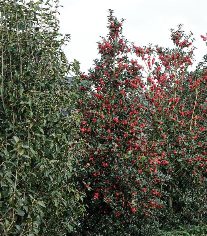 Image Credit: Plants Nouveau