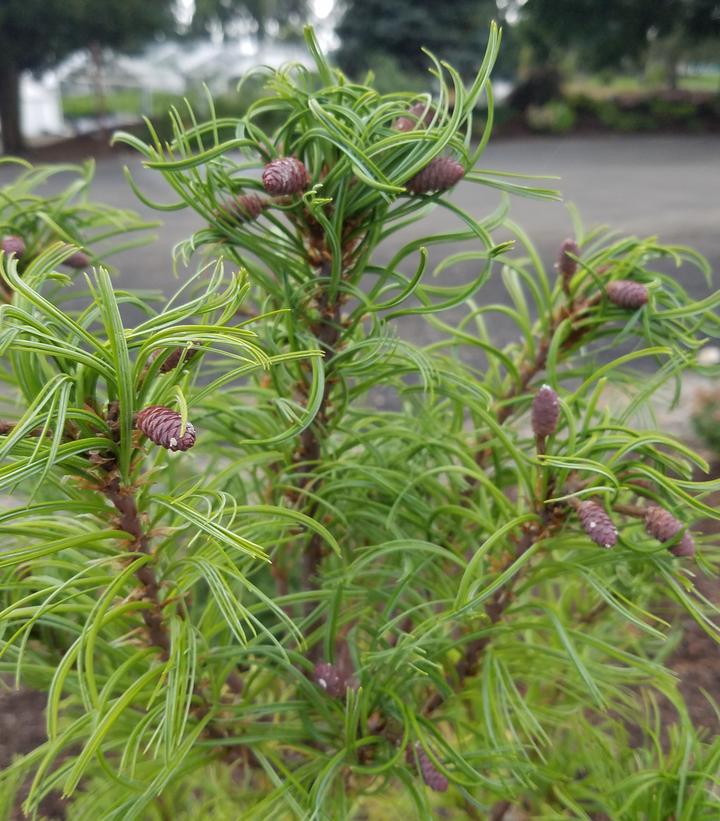 Image Credit: Prides Corner Farms