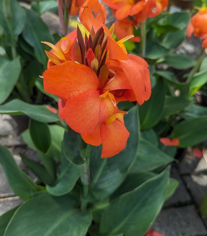 Canna Cannova® Orange Shades