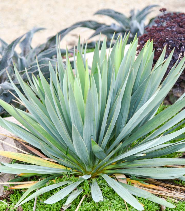 Image credit: Walters Gardens