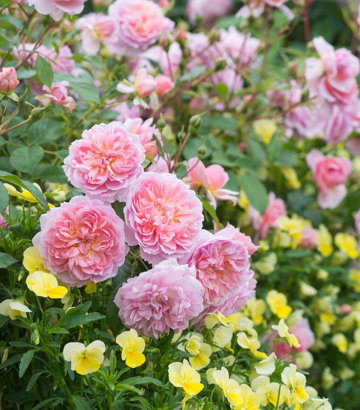 Image credit: David Austin