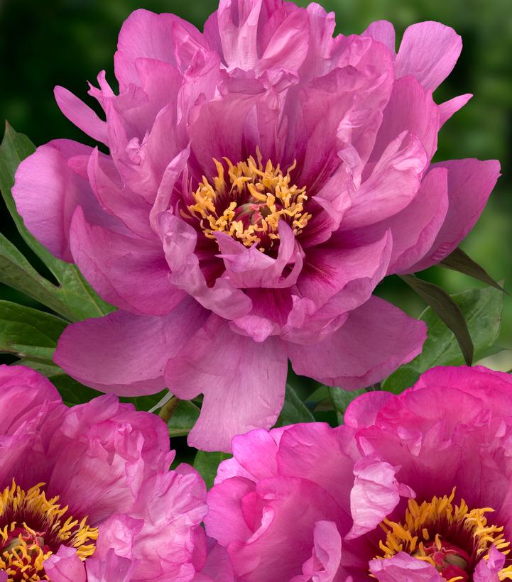 Image Credit: Ball Horticultural Company