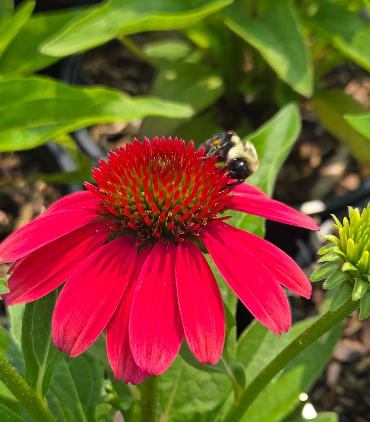 Image Credit: Prides Corner Farms