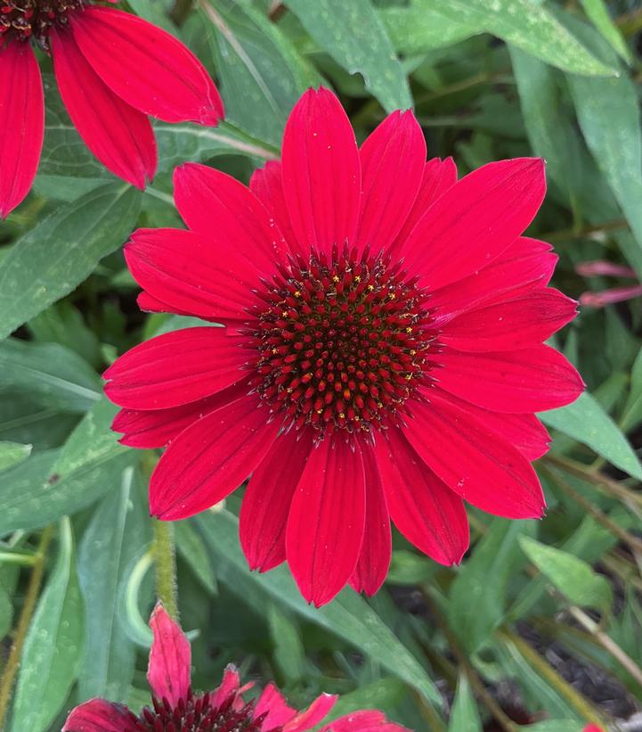 Image Credit: Penn State University