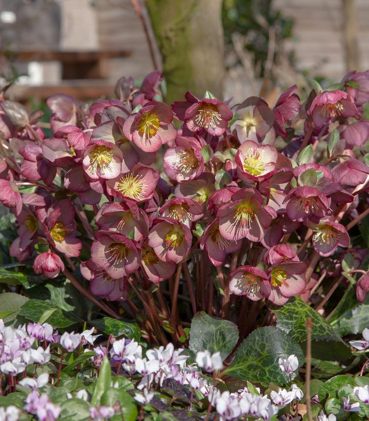 Image Credit: Pacific Plug and Liner