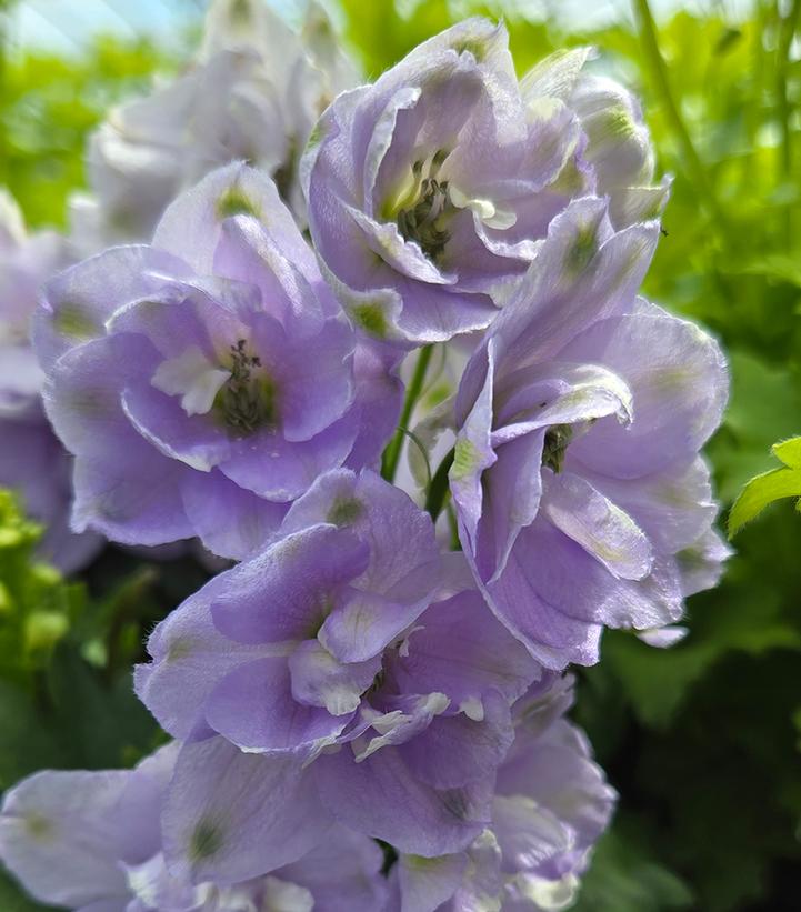 Image Credit: Prides Corner Farms