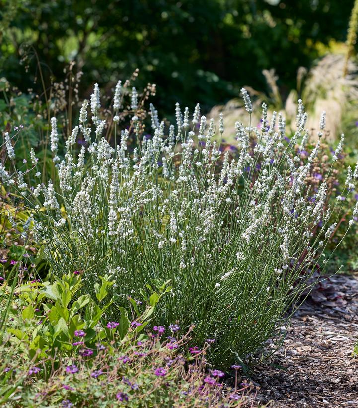 Image Credit: Concept Plants