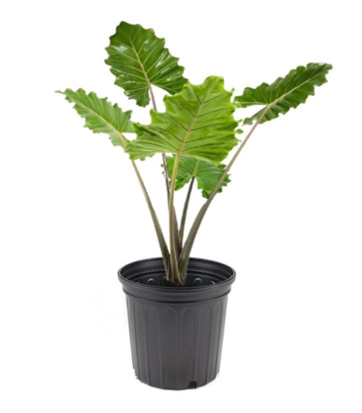 Alocasia 'Portodora'