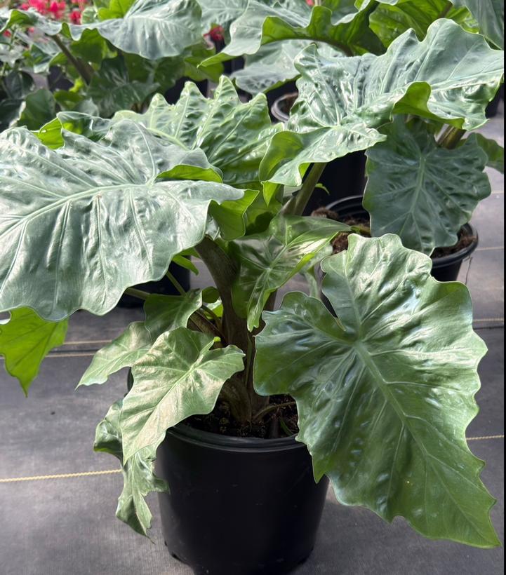 Image Credit: JBerry Nursery