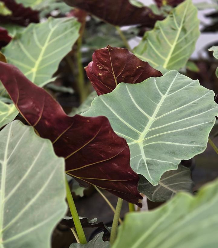 Image Credit: Prides Corner Farms