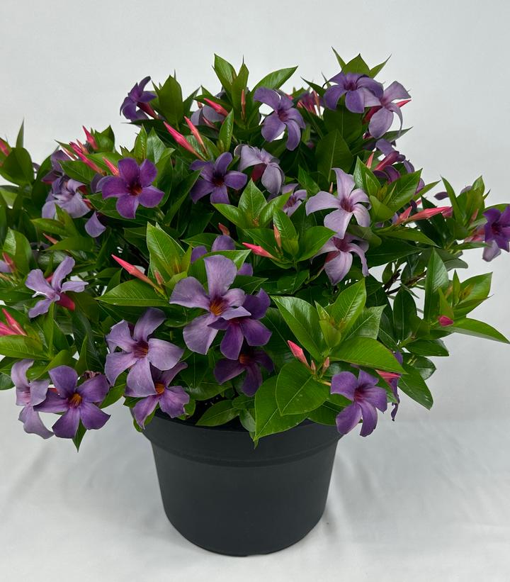 Image Credit: Suntory Flowers