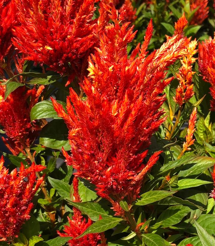 Image Credit: Penn State University