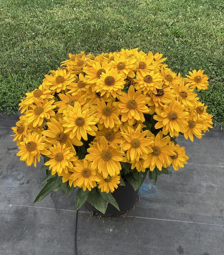 Image Credit: Penn State University