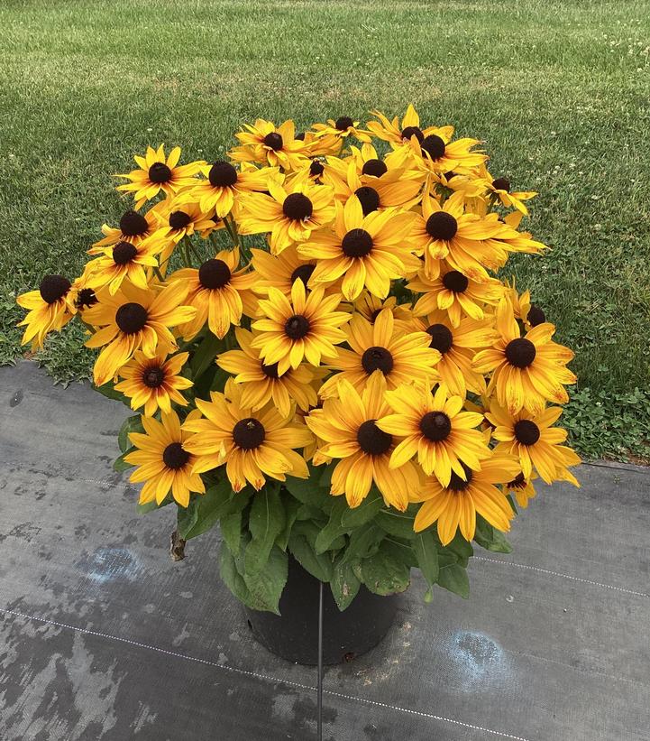 Image Credit: Penn State University