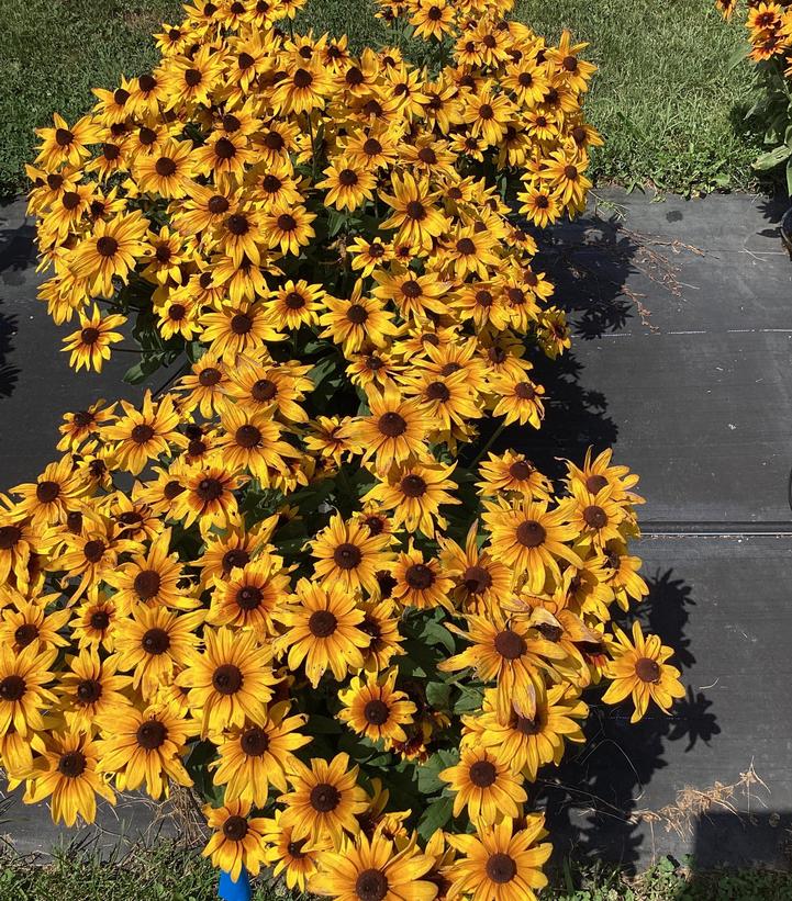 Image Credit: Penn State University