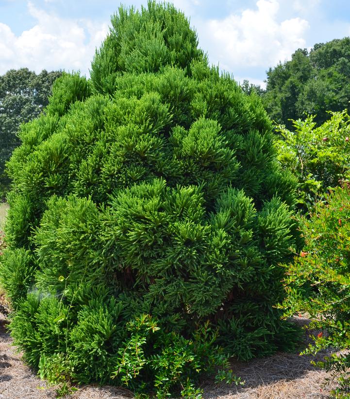 Image Credit: Bailey Nurseries