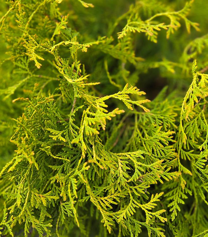 Image Credit: Prides Corner Farms