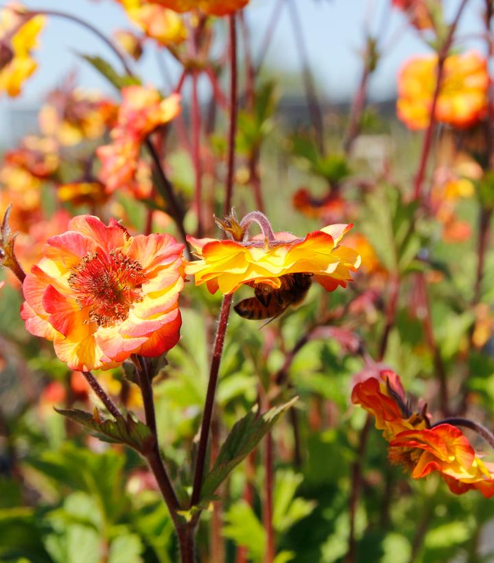 Image Credit: Terra Nova Nurseries