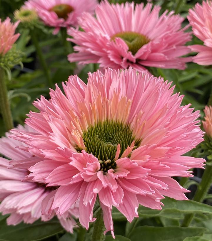 Image Credit: Ball Horticultural Company