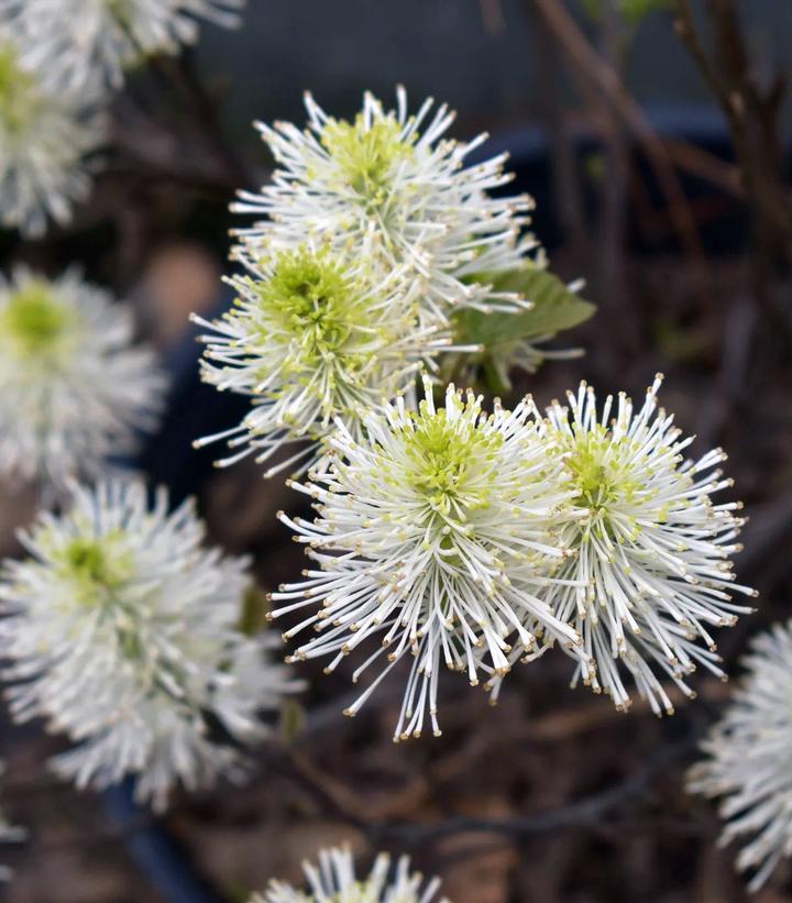 Fothergilla gardenii ''Whispering Blue'' - Whispering Blue Dwarf Fothergilla from Prides Corner Farms
