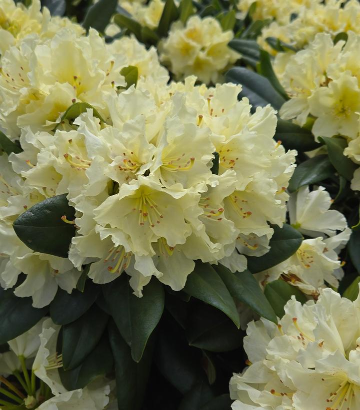 Image Credit: Prides Corner Farms